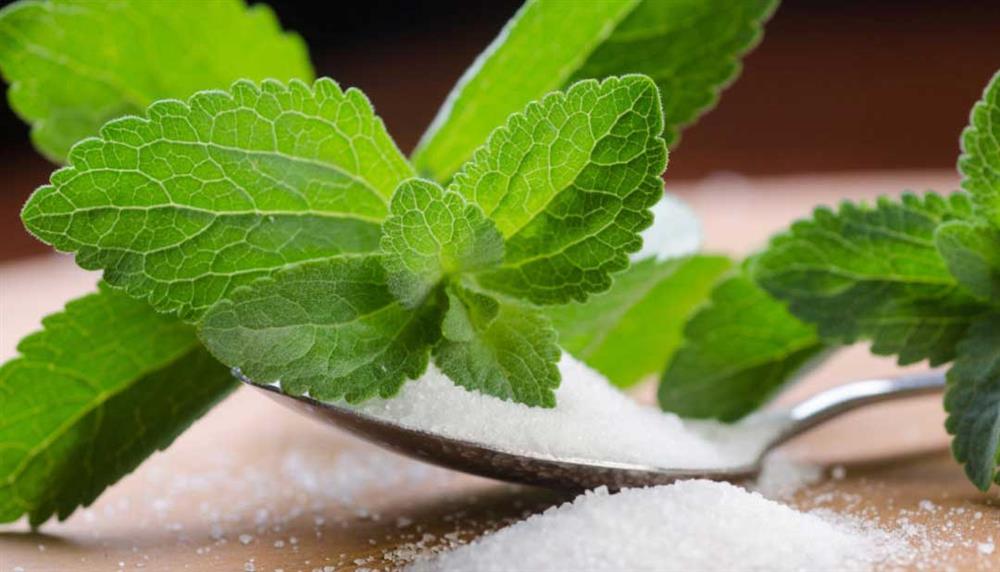 stevia sladilo
